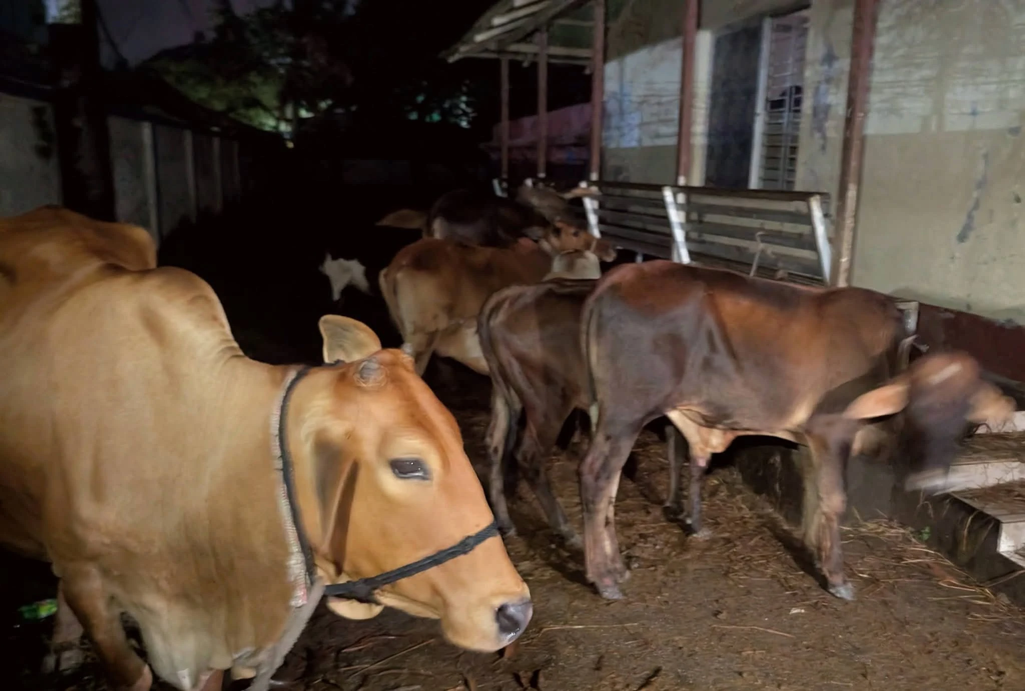গোপন সংবাদে ১৭টি চোরাই গরু উদ্ধার করলো পুলিশ, গ্রেফতার ১