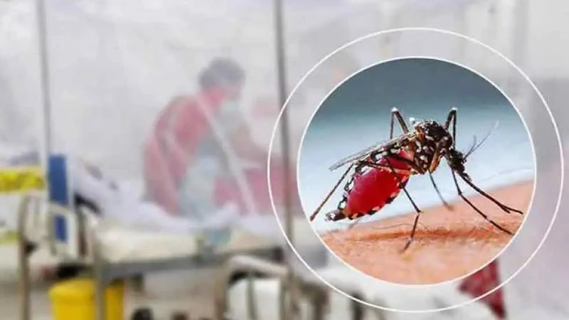 ডেঙ্গুতে আরো ২ জনের মৃত্যু, আক্রান্ত ৯৯৬