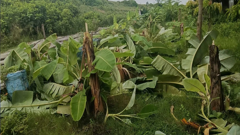 গোপালগঞ্জে রেলওয়ের লিজকৃত জমিতে দুষ্কৃতকারীদের তাণ্ডব, কেটে ফেলা হলো কলাগাছ ও সবজি