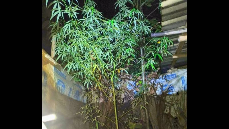 বগুড়ায় গাঁজার গাছসহ যুবক আটক