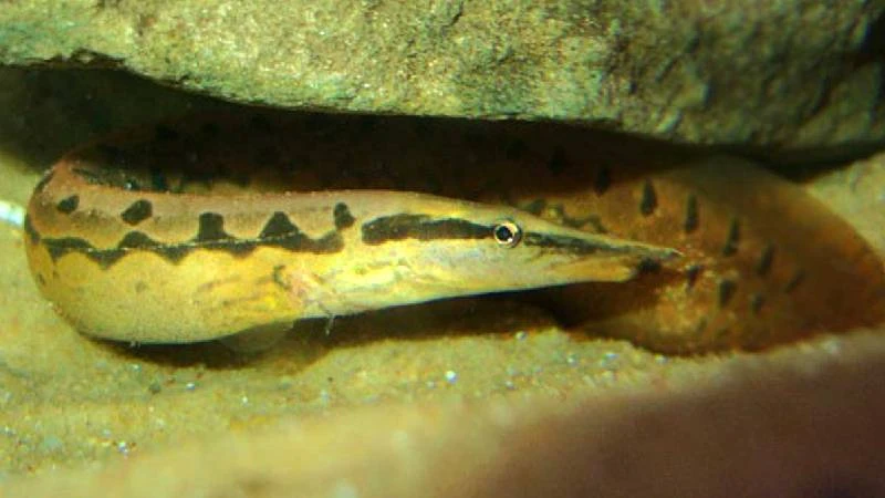 পায়ুপথ দিয়ে ঢুকে জেলের শরীরে ‘বাসা বাঁধল’ বাইম মাছ, অতঃপর...
