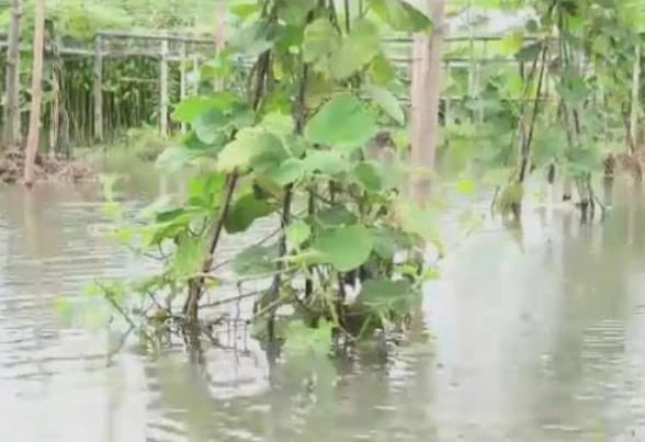 টানা বর্ষণে টুঙ্গিপাড়ায় আগাম শীতকালীন সবজির ব্যাপক ক্ষতির আশঙ্কা
