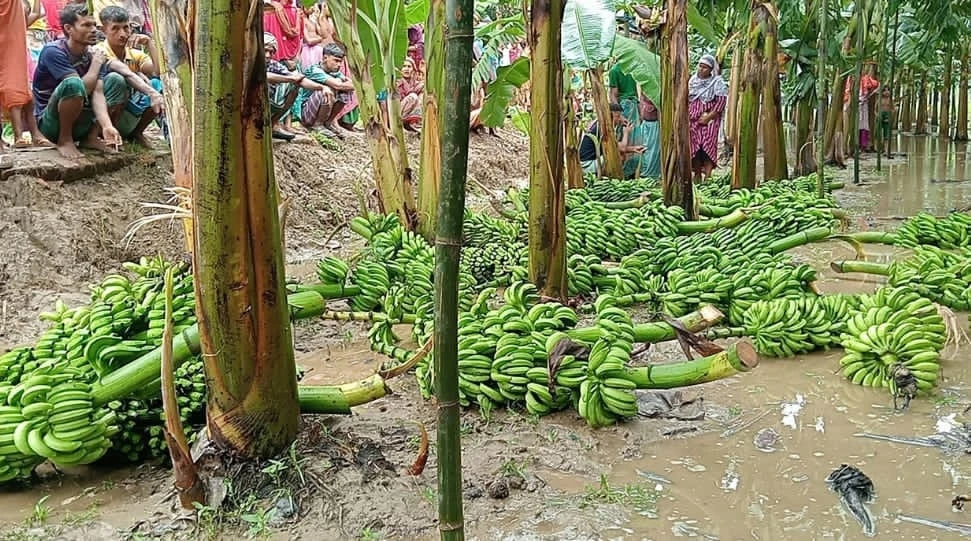 মোকামতলায় ৭০০ কলাগাছ কেটে নষ্ট, কৃষকের প্রায় ৫ লাখ টাকার ক্ষতির অভিযোগ