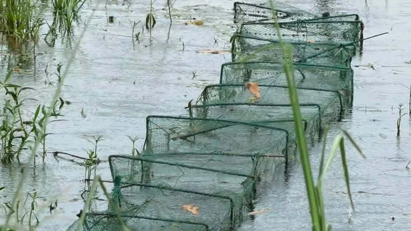 পোনা থেকে ডিমওয়ালা মাছ—নির্বিচারে শিকার, হুমকিতে দেশি প্রজাতি