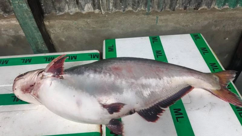 মনপুরায় জালে ধরা পড়ল ১৫ কেজির বিশাল পাঙ্গাস, আড়তে হাঁকানো হলো ২০ হাজার টাকা