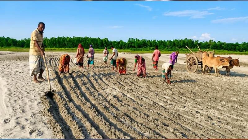 বাদামের সোনালী আসে স্বপ্ন বুনছেন দিগন্ত ভরা  কৃষক
