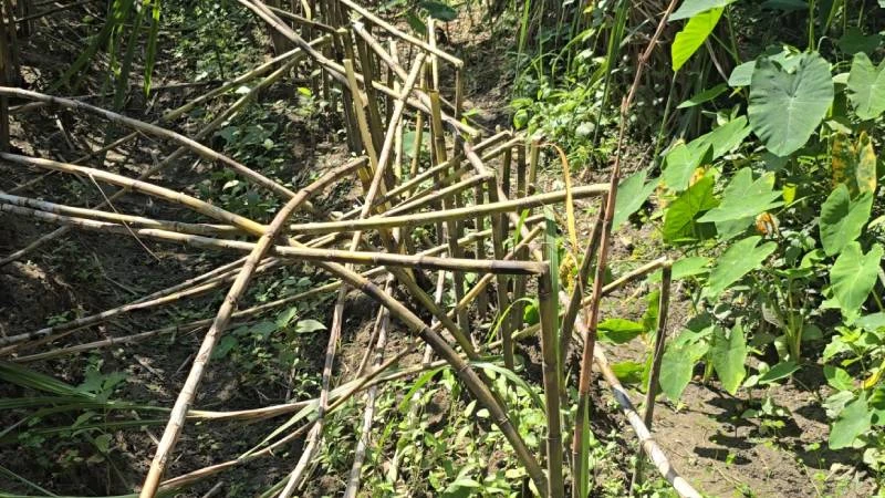 রূপগঞ্জে ১০ লাখ টাকা চাঁদা দাবি ও আখের খেত ভাঙচুরের অভিযোগ
