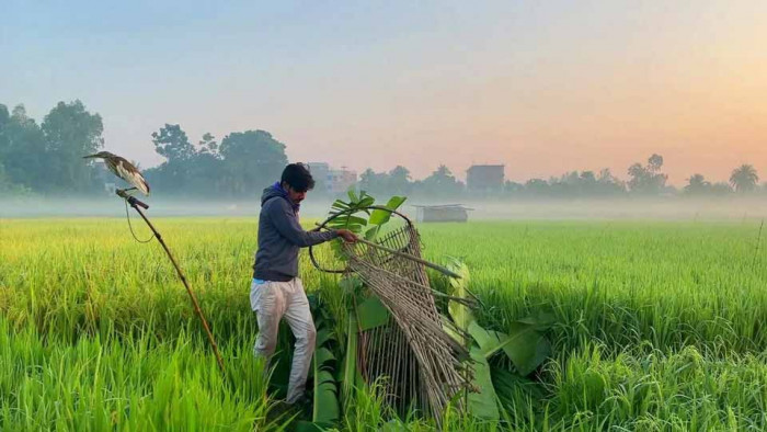 নাটোরে শিকারীর ফাঁদ থেকে ২৫টি বক উদ্ধার