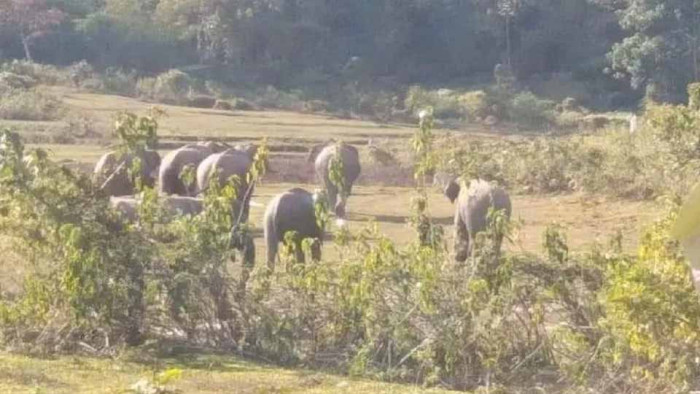 নেত্রকোণায় বন্যহাতির আক্রমণ, কৃষক নিহত