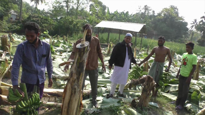 ঈশ্বরদীতে কৃষকের কলাবাগানে প্রতিপক্ষের হামলা