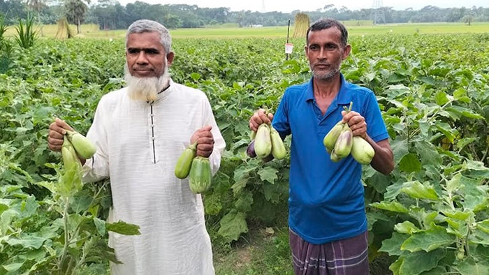 অসময়ে বেগুন চাষ করে লাভবান গোপালগঞ্জের কৃষক সিরাজ