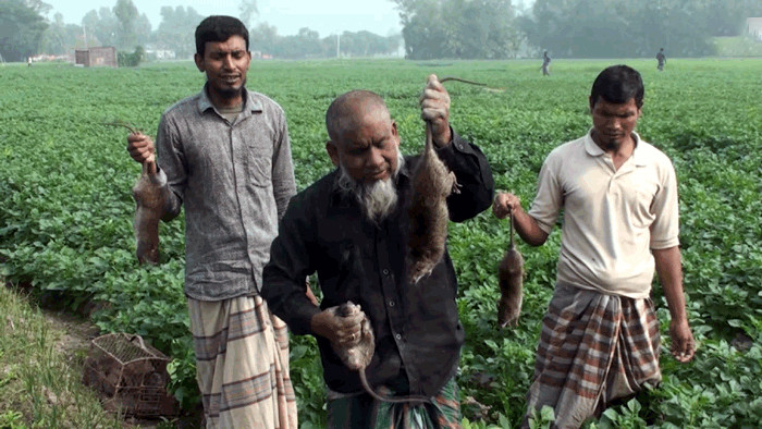 ইঁদুর মেরে লেজ জমা দিলেই টাকা দেবে সরকার