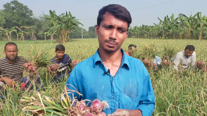 কুমারখালিতে পেঁয়াজ চাষে বাজিমাত